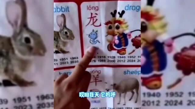 小猫变成人 恶搞视频,猫咪的奇幻变身大冒险